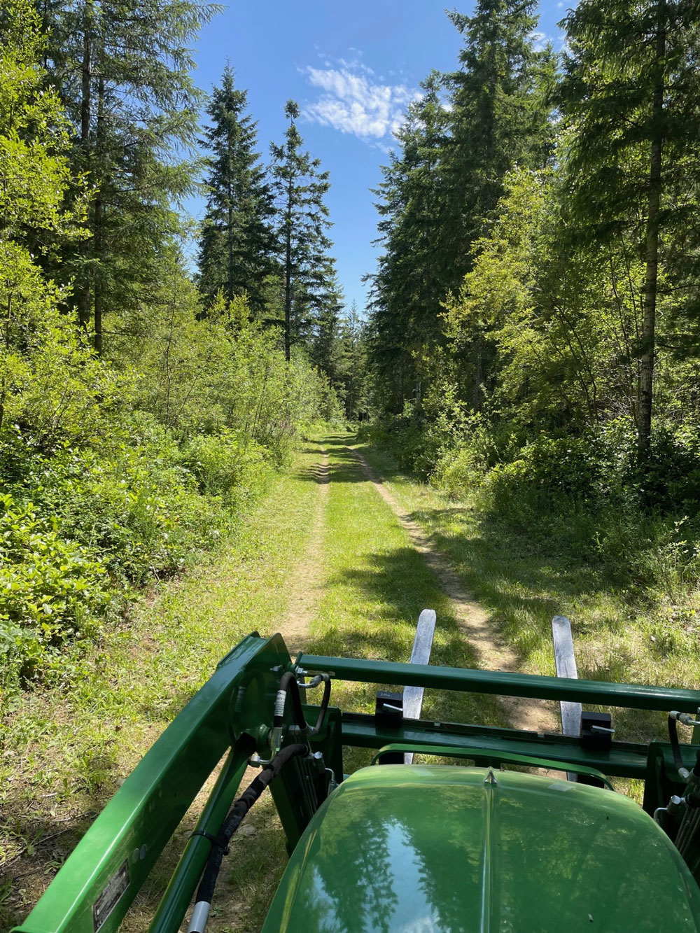 Firebreaks mosed