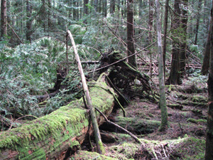 Rotting Cedar Log