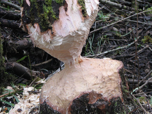 Beaver cut tree ready to fall