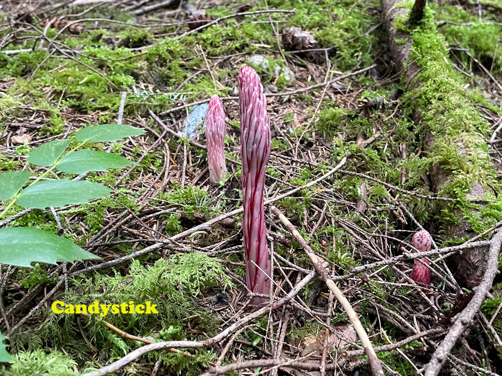 Allotropa Vergata