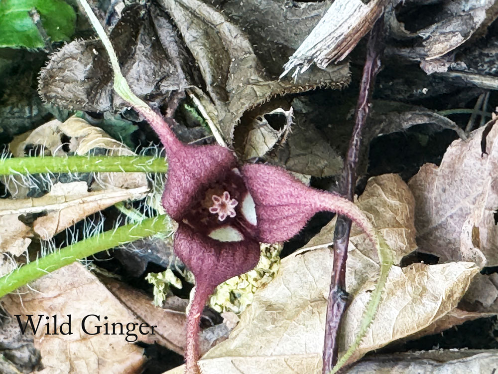 GInger in bloom